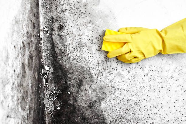 Best Real Estate Mold Inspection  in Crow Agency, MT